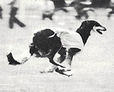 Top Coursing Borzoi 1979